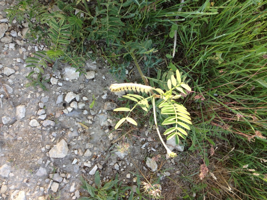 20120518-174206.jpg